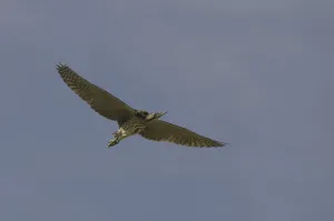 Bird Wildlife Photography Tips Prints: Bittern (Botaurus stellaris)