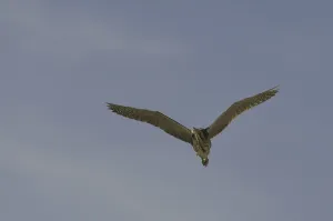 In Flight Bird Photography Tips Prints: Bittern (Botaurus stellaris)