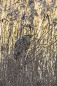 Atmospheric Wildlife Images Prints: Bittern (Botaurus stellaris)