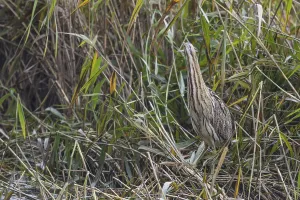 Eurasian Bittern Habitat Prints: Bittern (Botaurus stellaris)