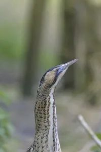 Bittern Bird Prints: Bittern (Botaurus stellaris)