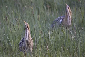 Water Bird Mating Behavior Prints: Bittern (Botaurus stellaris)