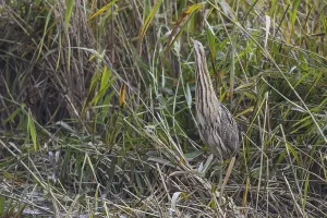 Aquatic Bird Prints: Bittern (Botaurus stellaris)