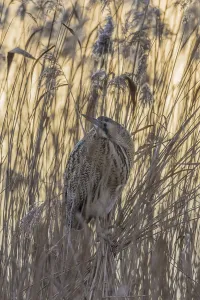Atmospheric Wildlife Photography Prints: Bittern (Botaurus stellaris)