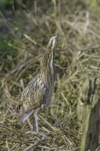 Bittern Bird Prints: Bittern (Botaurus stellaris)