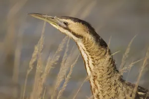 Wildlife Habitat Prints: Bittern (Botaurus stellaris)