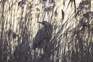 Aquatic Bird Fauna Images Prints: Bittern, Botaurus stellaris, Eurasian bittern