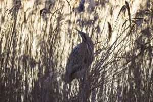 Waterfowl Animal Images Prints: Bittern, Botaurus stellaris, Eurasian bittern