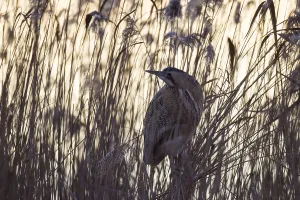 Birds In The Wild Nature Prints: Bittern, Botaurus stellaris, Eurasian bittern