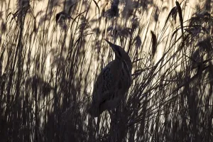 Aquatic Bird Conservation Prints: Bittern, Botaurus stellaris, Eurasian bittern