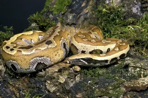 Bony Fish Underwater Photo Prints: Blood python, Nurseryfish (curtus)