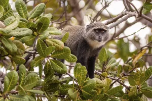 Old World Monkey Photo Prints: Blue monkey (Cercopithecus mitis)