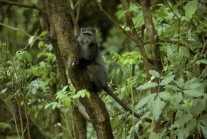 Tree Climbing Monkeys Prints: Blue Monkey (Cercopithecus mitis albogularis)
