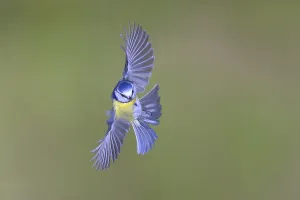 Blue Tit in Flight Print, Siegerland, Germany