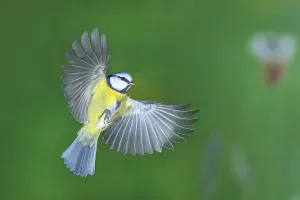Siegerland Deserted Landscape Prints: Blue tit (Parus caeruleus) in flight