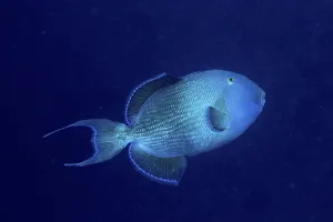 Blue Triggerfish Prints: Blue triggerfish (Pseudobalistes fuscus) in front of a solid blue background