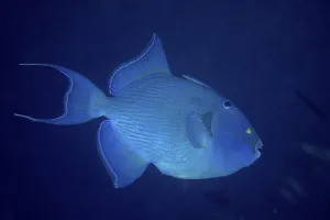 Blue Triggerfish Prints: Blue triggerfish (Pseudobalistes fuscus) in front of a solid blue background