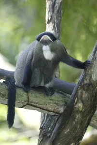 African Monkeys Prints: Brazza's Monkey (Cercopithecus neglectus)