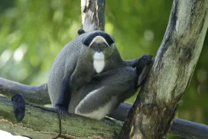 African Monkeys Prints: De Brazza's Monkey (Cercopithecus neglectus)