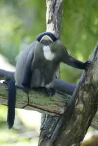 Primate Animal Images Prints: De Brazza's Monkey (Cercopithecus neglectus)