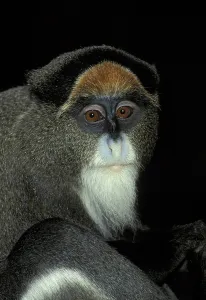 Old World Monkey Portrait Prints: De Brazza's Monkey (Cercopithecus neglectus)