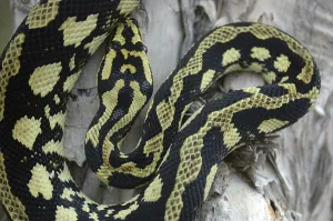 Deserted Wildlife Habitat Photos Prints: Brightly coloured Jungle Python