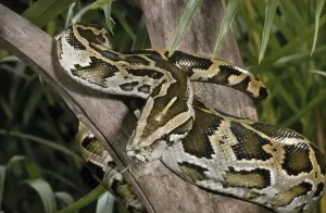 Burmese Python Prints: Burmese Rock Python (Python molurus bivittatus)