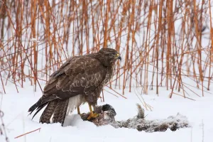 No People In The Wilderness Prints: Buzzard