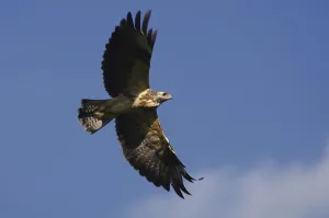 Wild Animal Wildlife Images Prints: Buzzard in flight