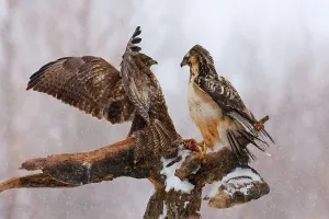 Aggressive Bird Behaviour Prints: Buzzards