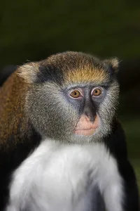 Campbell's Monkey Print - Adult Portrait