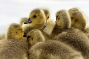 Young Goose Prints: CanadaGeese
