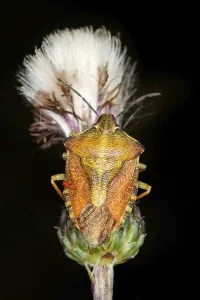 Original Nature Photography Prints: Carpocoris fuscispinus