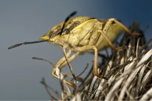 Shield Bug Photography Prints: Carpocoris fuscispinus, Carpocoris fuscispinus