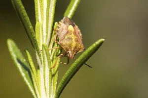 True Bug Prints: Carpocoris fuscispinus (Carpocoris fuscispinus)