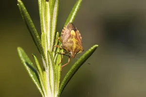 True Bug Photography Prints: Carpocoris fuscispinus (Carpocoris fuscispinus)