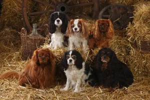 Studio Photography Of Animals Prints: Cavalier King Charles Spaniel, ruby