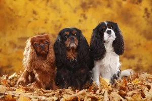 Cavalier King Charles Spaniel Photos Prints: Cavalier King Charles Spaniel, ruby