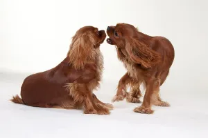 Ruby Cavalier King Charles Spaniel Prints: Cavalier King Charles Spaniel, Ruby