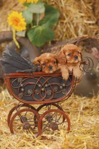 Ruby Cavalier King Charles Spaniel Prints: Cavalier King Charles Spaniel, ruby