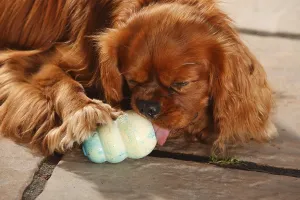 Cavalier King Charles Spaniel Images Prints: Cavalier King Charles Spaniel, ruby