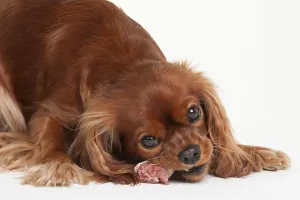 Ruby Cavalier King Charles Spaniel Prints: Cavalier King Charles Spaniel, ruby