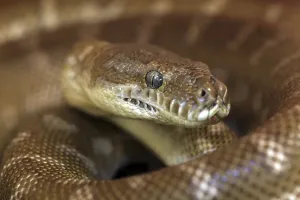 Australian Reptile Photography Prints: Central Carpet Python, Northern Territory