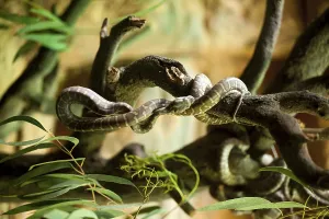 Sydney Wildlife Photography Prints: Centralian carpet python, taronga zoo
