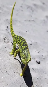 Chameleon Camouflage Prints: Cham