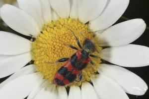 Trichodes Apiarius Prints: Checkered Bee Beetle (Trichodes apiarius)