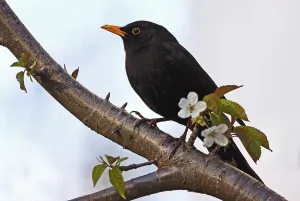 Spring Awakening Nature Prints: At the cherry tree