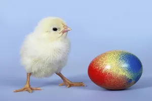 Easter Egg Decorations Prints: Chick and Easter egg