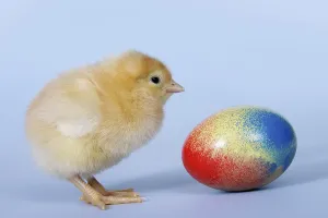 Studio Shot Of A Chick Prints: Chick and Easter egg