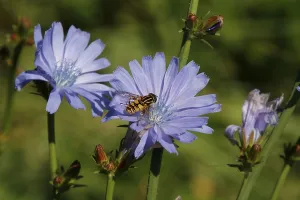 Polish Wildlife Photography Prints: Chicory with hoverfly